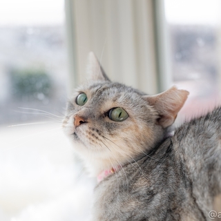 サバトラ  みかん