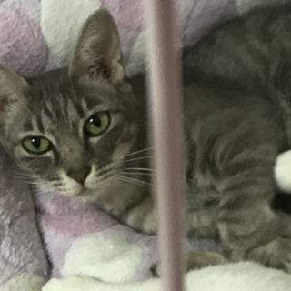 トラ柄の虎子ちゃん♡甘えん坊女の子