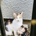 【預かりさん同時募集】まだお外にいる三毛親子