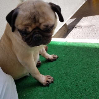 10才のパグの女の子です。