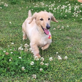 急募 ミニチュアダックスフント14歳オス