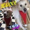 の写真
