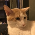 飼えなくなりました