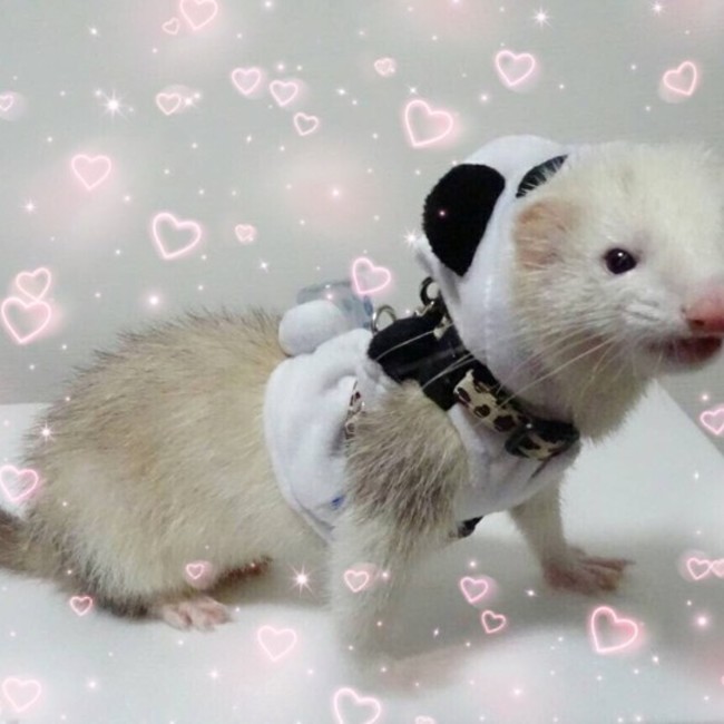 柴田0321のカバー写真