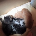 約生後1週間の子猫5匹を保護しています