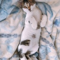 甘えん坊猫さん
