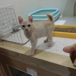 クリーム色の茶トラの子猫です