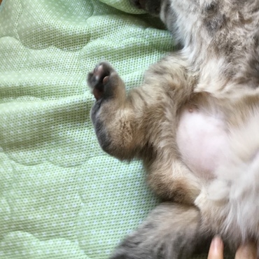 お腹が産毛状態です