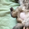 お腹が産毛状態です