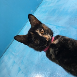 甘え上手のサビ猫カヌレちゃん！