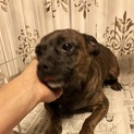ボストンダックス姉妹