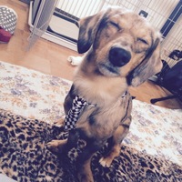 モコ