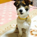 ジャックラッセル ひめちゃん 
