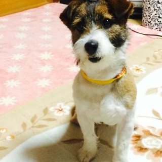 ジャックラッセル ひめちゃん 