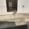ジャックラッセル ひめちゃん  サムネイル2