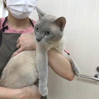 かなりイケメンです。ライラックミンクの男の子。