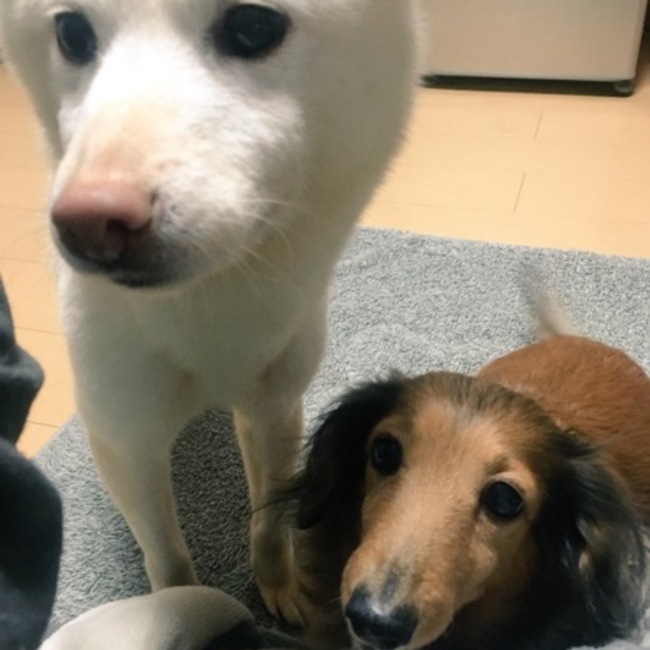 lemon_kakigoriのカバー写真