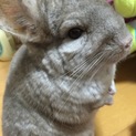 チンチラの男の子☆募集保留中です