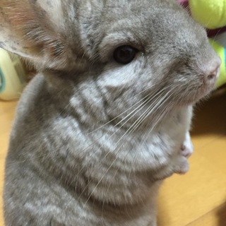 チンチラの男の子☆募集保留中です