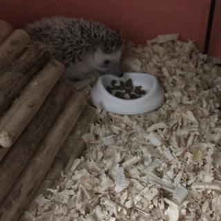 里親さん決まりました