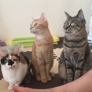 大至急お願いします