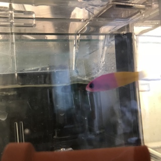 海水魚 バイカラードティーバック