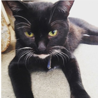 人なつこい首輪をした黒猫くんを保護してます
