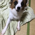 一旦募集停止します。