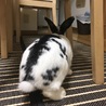 保護うさぎ ボルくん サムネイル2