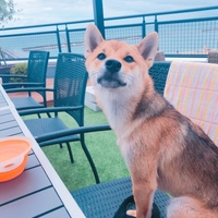 ポン太