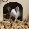 草壁テト
