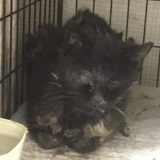 【緊急募集】8/23処分 負傷猫 助けてあげたい