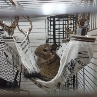 デグーの里親様募集いたします。