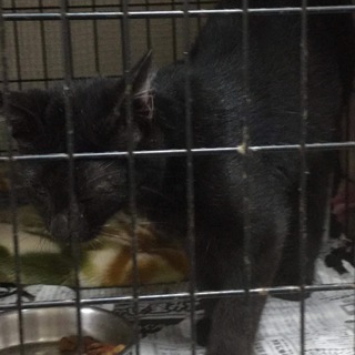 ◆◆緊急募集◆◆可愛い黒猫くんに名前を！