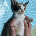 子猫ちゃんたち（7月２日産まれ）の里親さん募集中