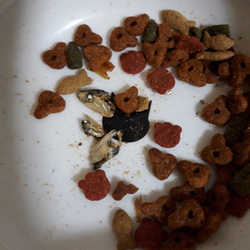 なぜ残す？　魚の頭