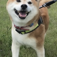 琉