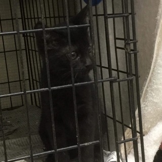【保健所収容】黒猫 子猫  2〜3ヶ月