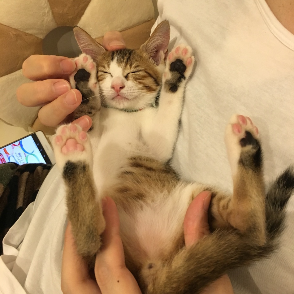 ささみのカバー写真