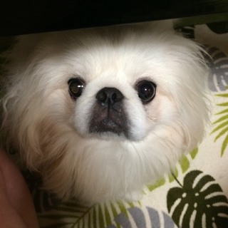 ペキニーズ☆里親様募集いたします