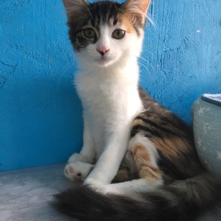 縞三毛猫のイクラちゃん♪ちょっぴり長毛です！