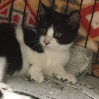 【保健所収容】かわいいハチワレくん 3ヶ月