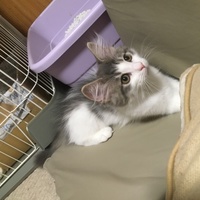 ろあ