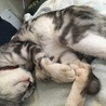 にゃーちゃん