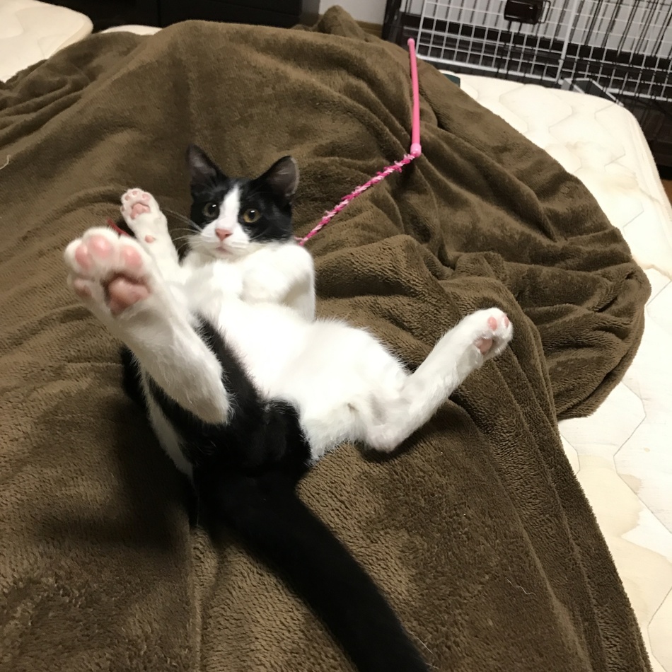 マルのカバー写真