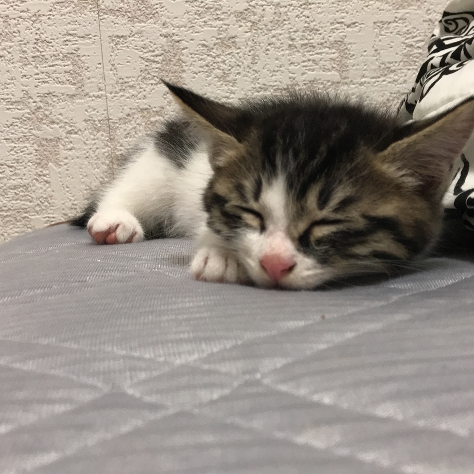 小春のカバー写真