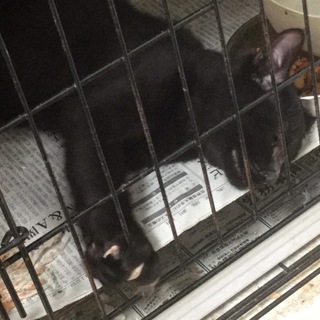 【保健所収容】ハゲてる黒猫 3〜4ヶ月 写真追加
