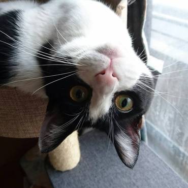 さかさまるちゃんです( ^ω^ )