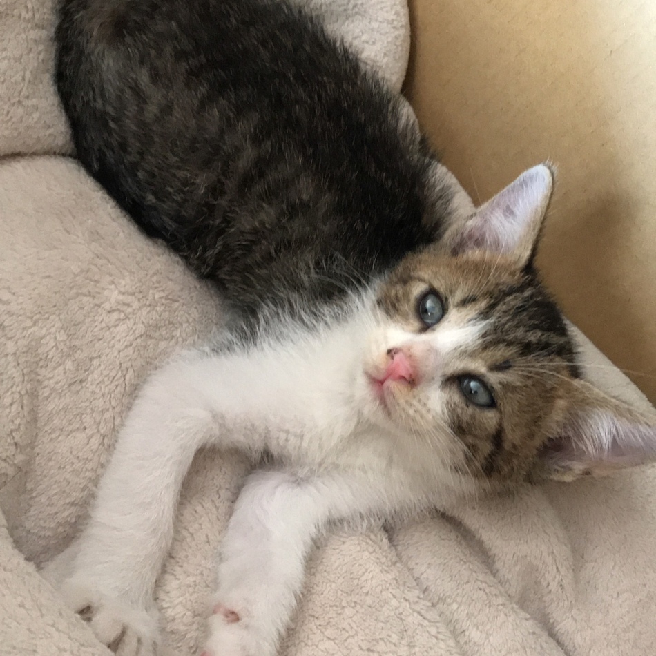 ムースのカバー写真