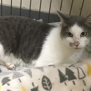 【保健所収容】グレーハチワレ 成猫